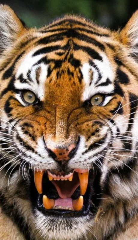 1580391176_720_Tigre-siberiano-vs-oso-grizzly-¿quien-ganaria