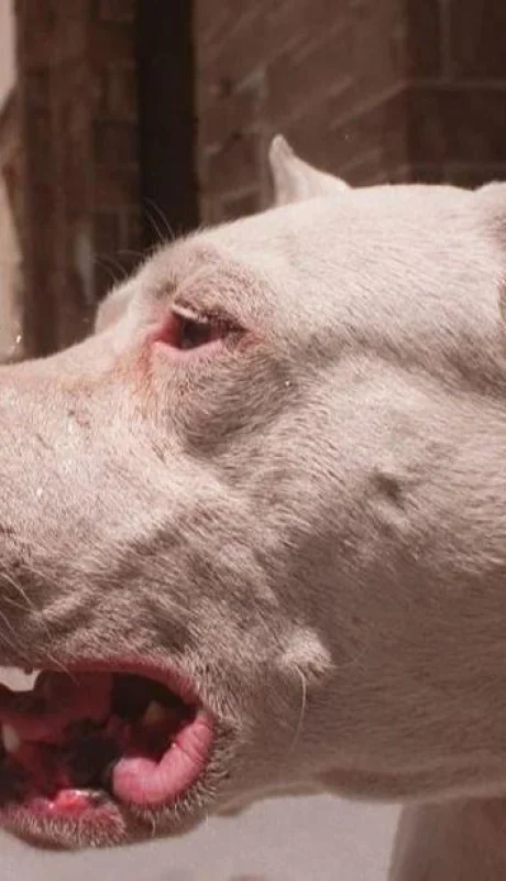 dogo-ataque-niño-argentina
