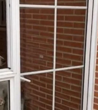 video-viral-perro-portero