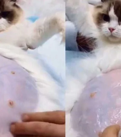 HY5DADYA2FEKHIOG4PIZNLJHVU