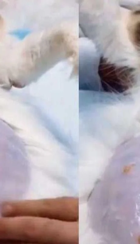 HY5DADYA2FEKHIOG4PIZNLJHVU