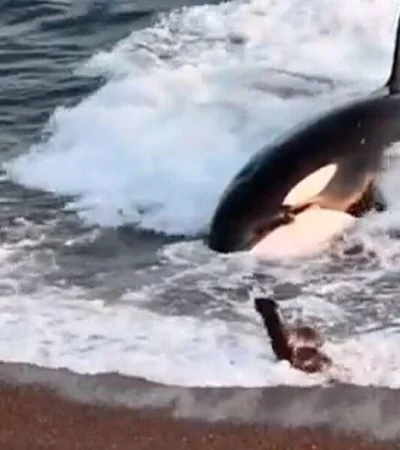 leones-marinos-escapan-de-orca-video