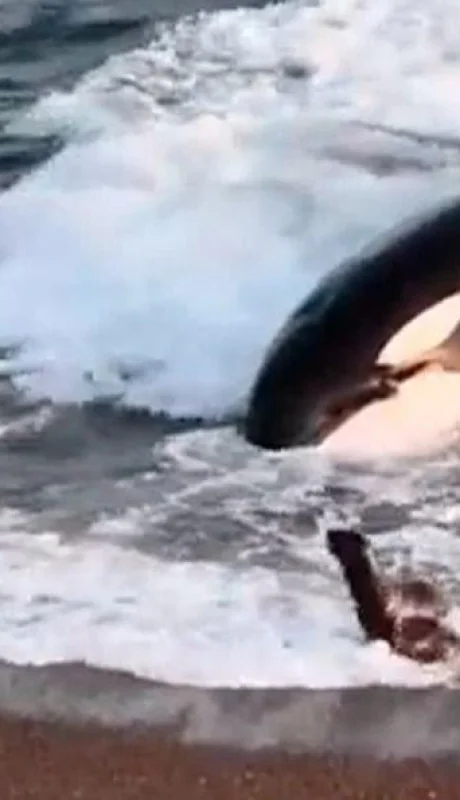 leones-marinos-escapan-de-orca-video