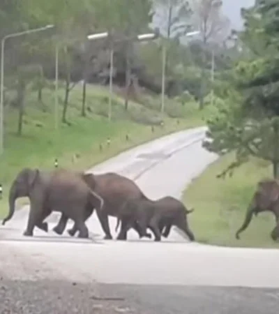 elefantes-en-campo-de-golf