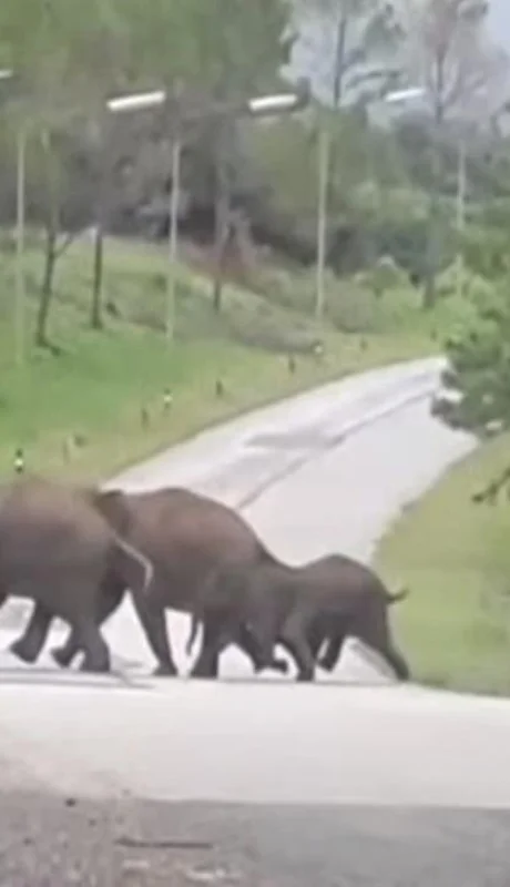 elefantes-en-campo-de-golf