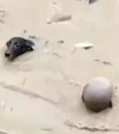 hombre-rescata-a-perro-de-inundacion