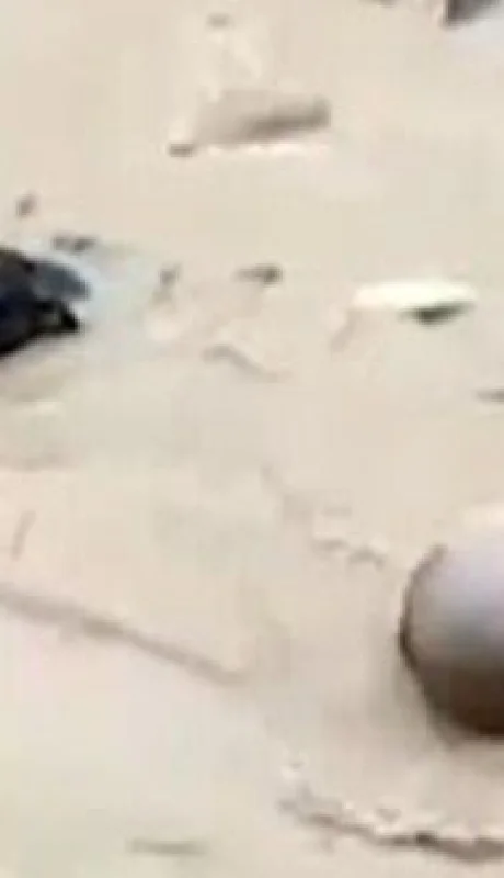 hombre-rescata-a-perro-de-inundacion