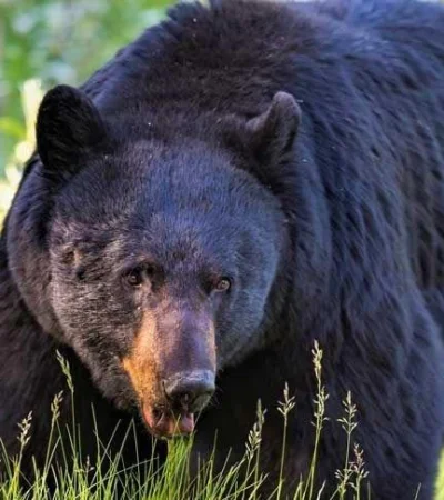 oso-se-sube-a-auto-china