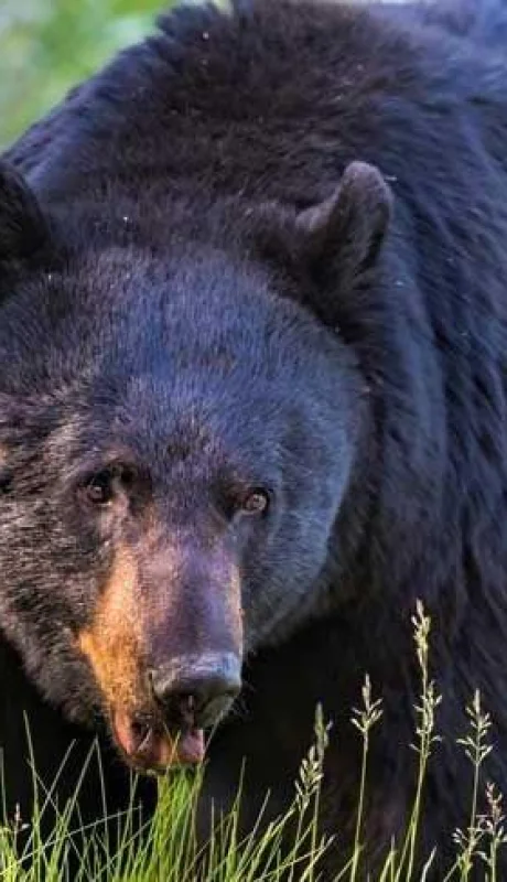 oso-se-sube-a-auto-china