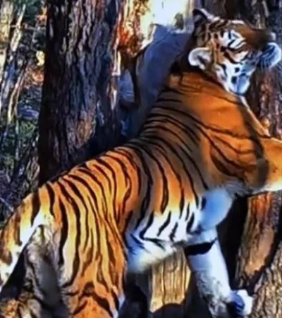 foto-tigresa-siberiana