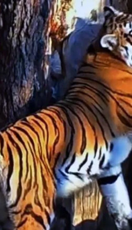 foto-tigresa-siberiana