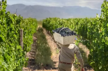 Escándalo vitivinícola: por qué un fallo de $16 millones obliga a un empresario mendocino a pagar y lo deja sin poder salir del país