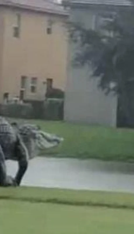 cocodrilo-gigante-florida-video