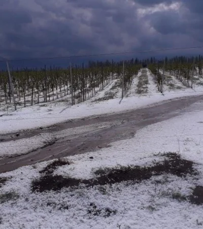 granizo-mendoza-piedra-tormenta-jueves-88