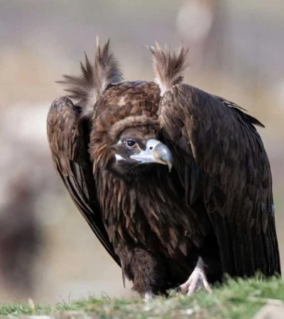 buitre-negro-estados-unidos-2