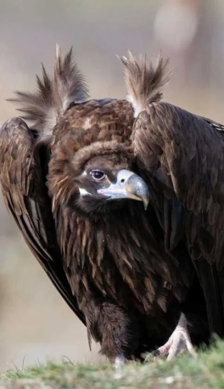 buitre-negro-estados-unidos-2