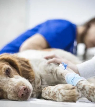 hospital-veterinario-mendoza