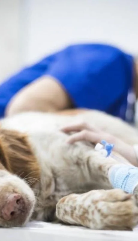 hospital-veterinario-mendoza