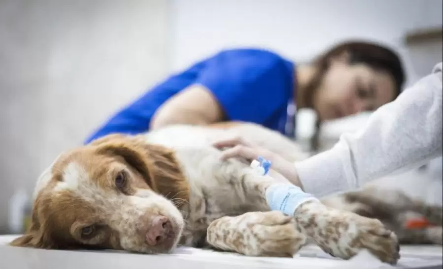 hospital-veterinario-mendoza