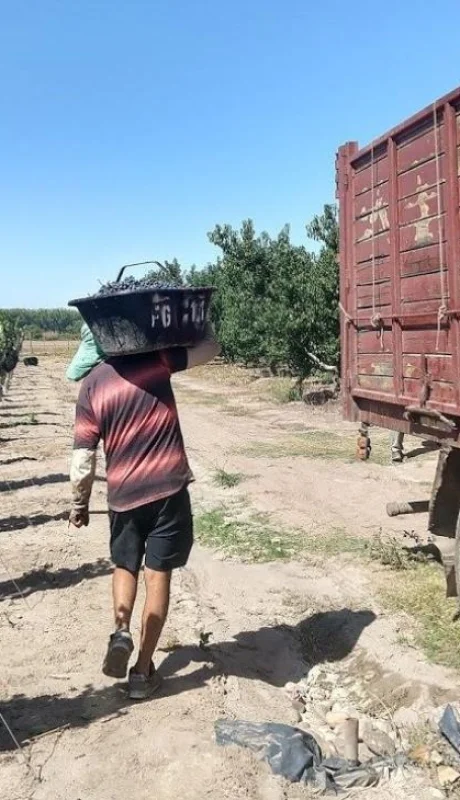 cosechadores_uva-cosecha