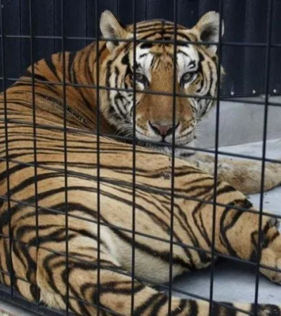 tigre-circo-ataca-hombre-video