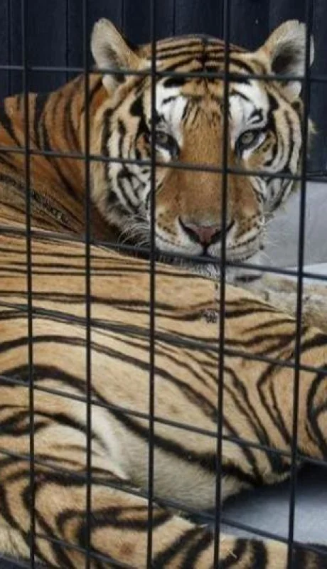 tigre-circo-ataca-hombre-video