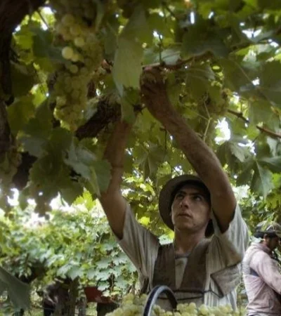 marcha-de-la-cosecha