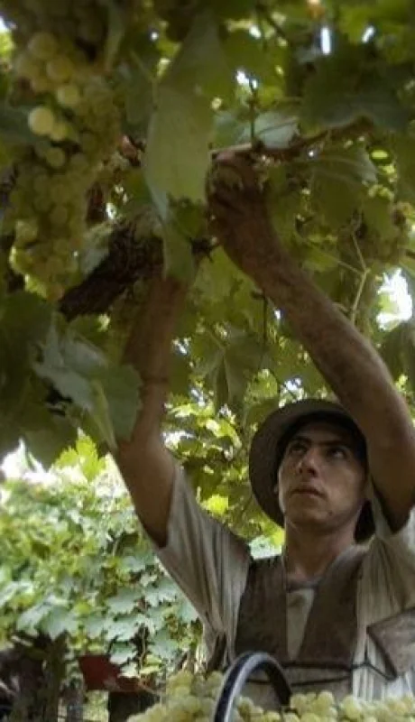 marcha-de-la-cosecha