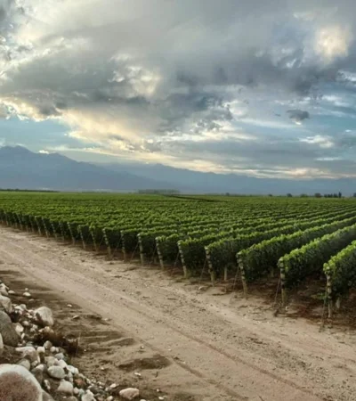 vin?edo_vinos_vitivinicultura