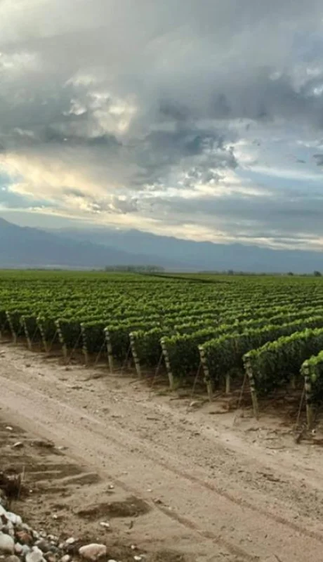 vin?edo_vinos_vitivinicultura