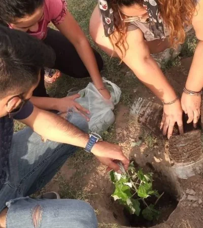 a?rbol_plantacio?n_5