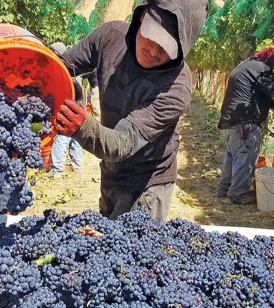 cosecha_uvas_vendimia_PORTADA