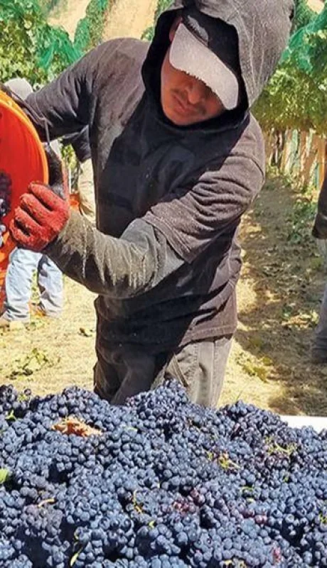 cosecha_uvas_vendimia_PORTADA