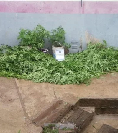 policiales-marihuana