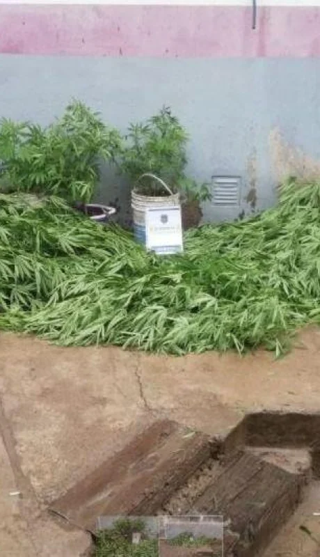 policiales-marihuana