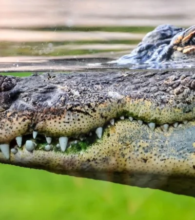 cocodrilo-mendoza-rivadavia-fotos-y-videos