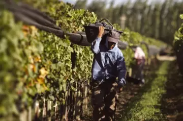 Cooperativismo vitivinícola en Mendoza: impacto real y estabilidad financiera para los productores