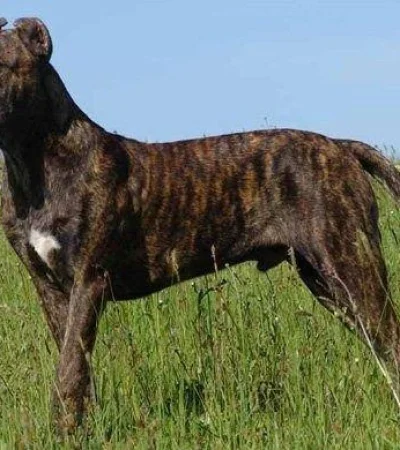 perro-ataque-cimarrón-obrero-boliviano