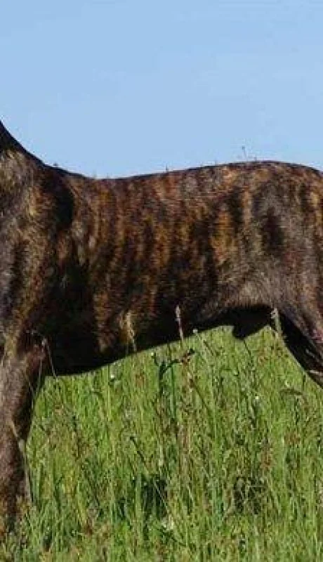 perro-ataque-cimarrón-obrero-boliviano