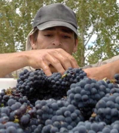 vitivinicultura_vendimia_cosecha_uvas