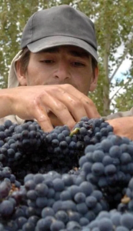 vitivinicultura_vendimia_cosecha_uvas