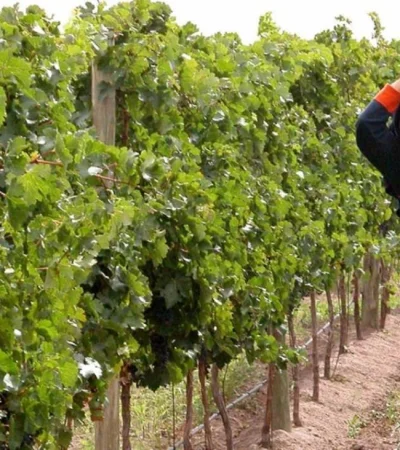 vin?edos-vitivinicultura_uvas_vendimia_cosechador