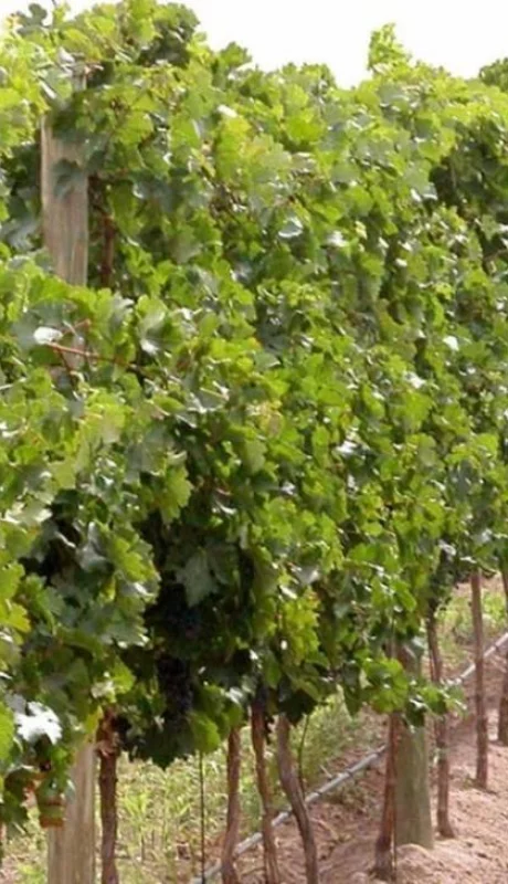 vin?edos-vitivinicultura_uvas_vendimia_cosechador