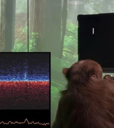 mono-neuralink-elon-musk