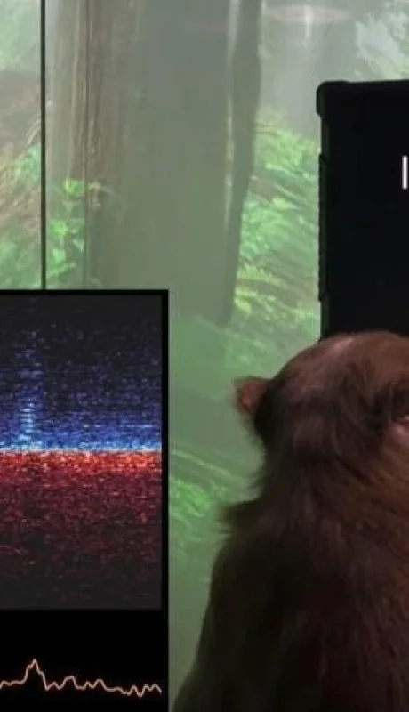 mono-neuralink-elon-musk