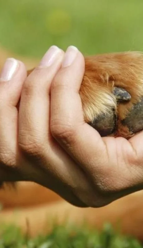 pastor-inglés-en-extinción-argentina