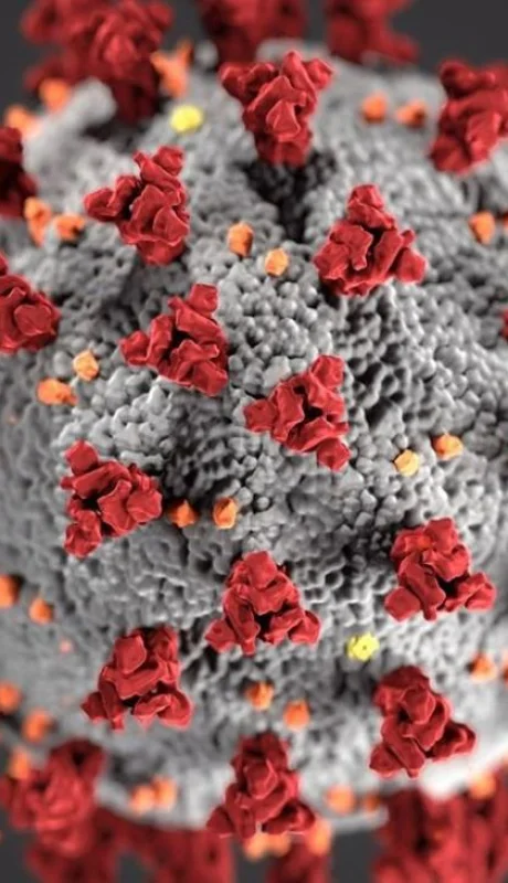 cepa-coronavirus-manaos-argentina