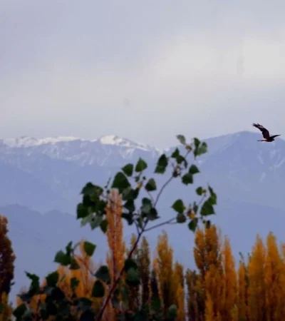 OTOÑO-EN-MENDOZA-08-COMP