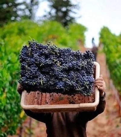vendimia_vitivinicultura_cosecha