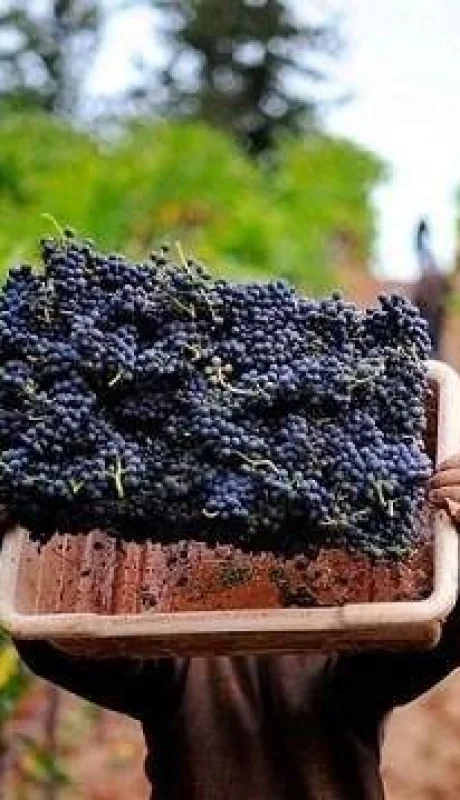 vendimia_vitivinicultura_cosecha